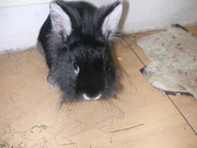 Продам декоративного кролика Позняки