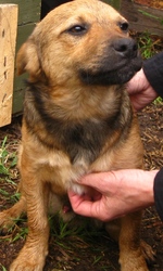 Отдам в хорошие руки!