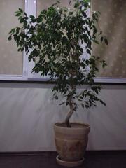 Продам Фикус Бенджамина