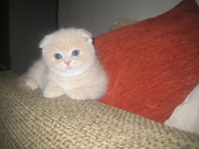 продам  кремовых котят  скоттиш фолд