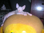 Очень ласковый голубоглазый малыш, канадский сфинкс.Совсем голенький