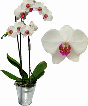 Орхидеи Фаленопсис,  Цимбидиум,  Ванда с доставкой на дом