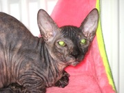 Донской сфинкс,  котята