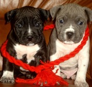 Щенки Американского Стаффордширского Терьера