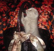 Продается скоттиш фолд