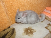 Шиншиллы,  клетки для шиншилл