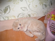 продам вислоухих британцев