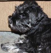 Самый-самый цвергшнауцер