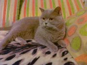 вязка вислоухих кошек