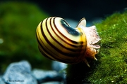 Улитки ампулярии,  зебра (улитка эльф) Асолини спикси Asolene spixi