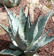 Экзотические растения в вашем доме   создают тепло и уют  восточного с