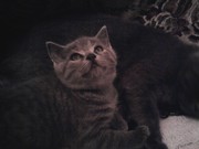 Чистокровный британский короткошерстный котенок