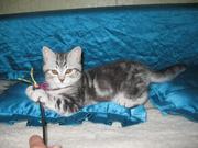 Шотландские вислоухие котята и страйты,  черный мрамор на серебре и бел