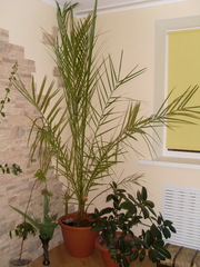 Финиковая пальма                                        