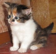 Пушистое счастье в дар!