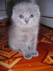 Шотландские пупсики =)