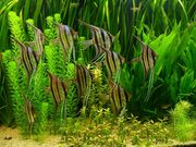 Установка,  оформление,  обслуживание аквариумов Киев