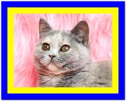 Голубокремовые британские котята девочки