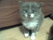 Отдам котят в хорошие руки.