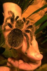 Паук птицеед Brachypelma albopilosum (Малыши)
