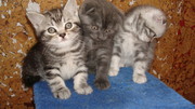 элитные шотландские вислоухие котята