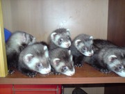 Продаются щенки хорька (фретки)