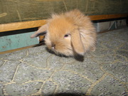 Декоративные кролики,  клетки для кроликов корма