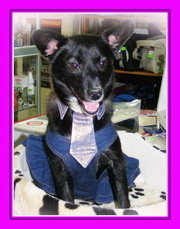 Подарю комнатную ласковую собачку! Красотка Луна,  10 мес.