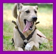 Тайсон - отличный парень! 11 мес. Подарю собаку!