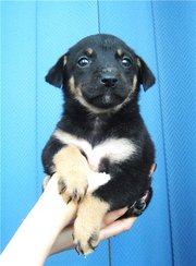 Подарю щенков! Метисы овчарки,  1, 5 мес. 