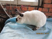 молодняк кроликов калифорнийской породы