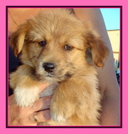 МИШКИ ГАММИ! Отдам очень красивых лохматых щенков! 2 мес.