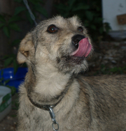 ЛИНДА, небольшая собачка-звоночек, отдам в хорошие руки