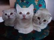 Чудесные малыши-британцы ждут своих хозяев