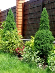 Садовый центр Green Style,  декоративные растения, лиственные, хвойные. 