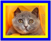 Голубокремовый британский котенок Юла