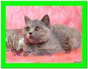 Британская короткошерстная кошечка Эли