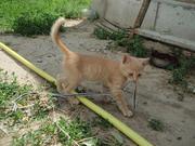 Подарю очаровательных котят