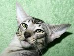 Чистопородные ориентальные и сиамские кошки - идеально для занятых люд