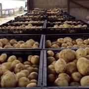  Картофель. ГОСТ 26545-85. Без ГМО.