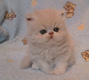 персидские экстремалы ищут любящее сердце