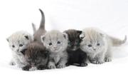 !Британские котята!