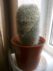 Продам кактусы!!!