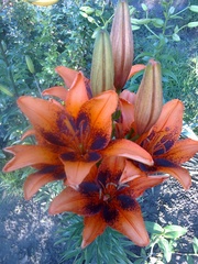 Продам лилии!!!