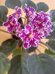 Продам шикарные комнатные растения!!!