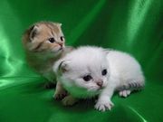 Британские золотые шиншиллы