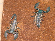 Продам взрослую пару Pandinus imperator (Императорский скорпион)