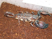 Продам взрослого самца Pandinus cavimanus