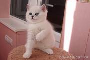 Котят британских шиншилл с зелеными глазами!