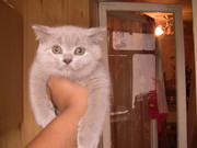 Недорого!Британские клубные котята с родрсловными shou класса в развед